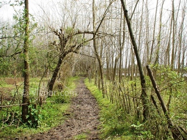 عکس اصلی شماره 4 - روستای لاشک کجور